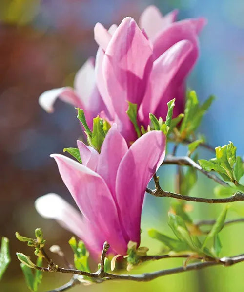 Magnolia ‘Susan'