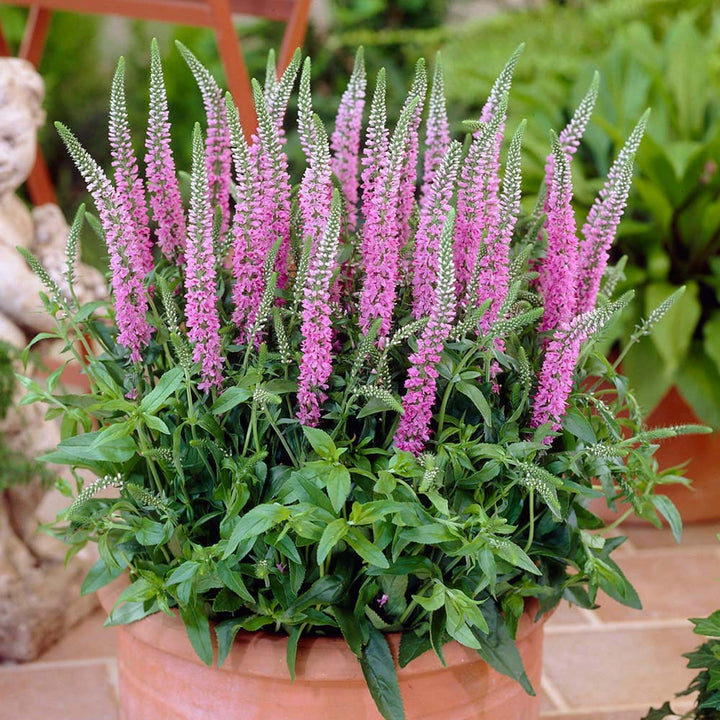 Veronica spicata ‘Anniversary Rose’