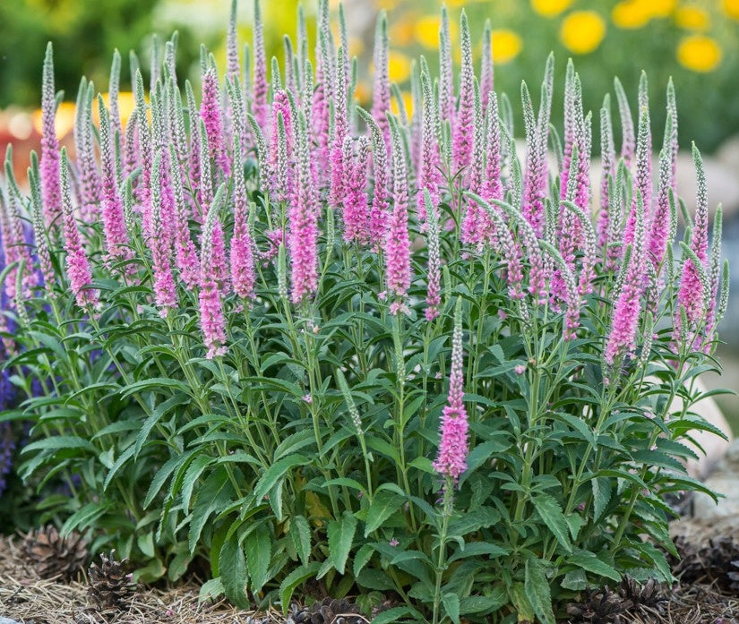 Veronica spicata ‘Anniversary Rose’