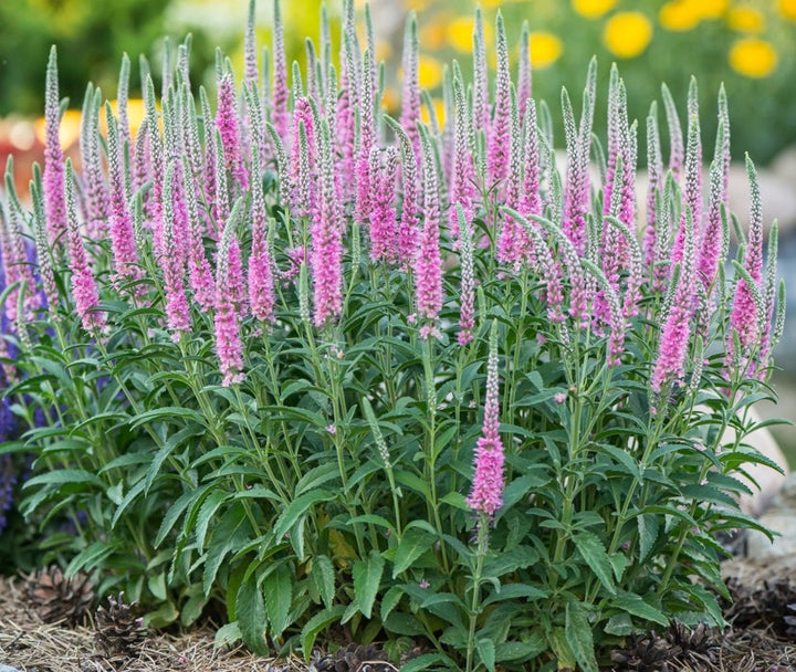 Veronica spicata ‘Anniversary Rose’