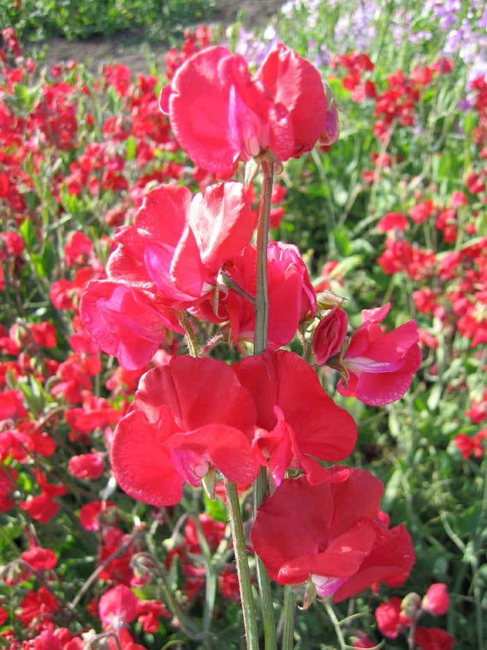 Sweet Pea Mammoth Crimson