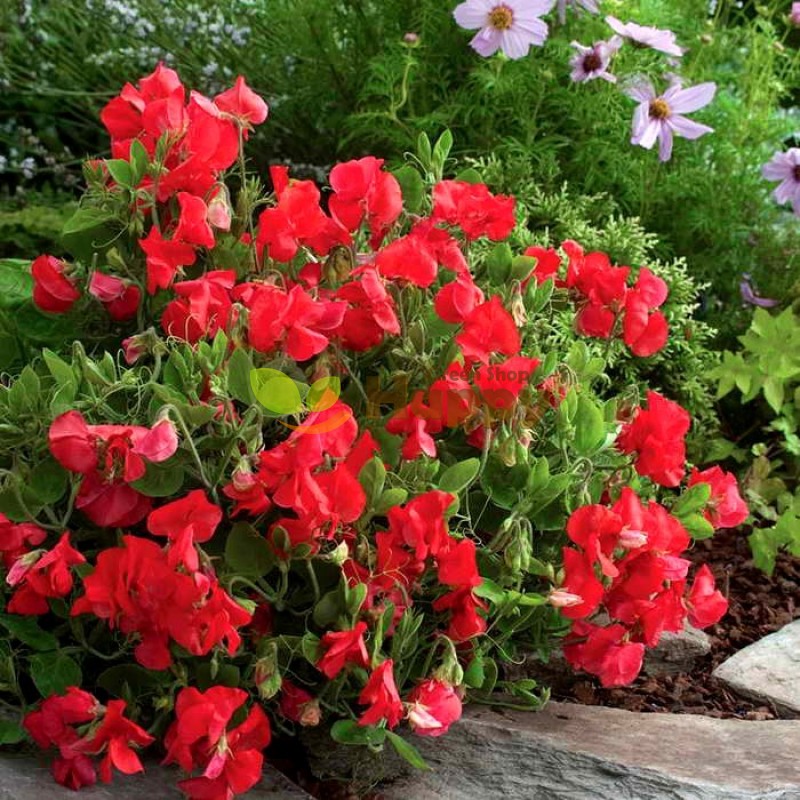 Sweet Pea Mammoth Crimson