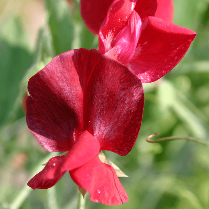 Sweet Pea Mammoth Crimson
