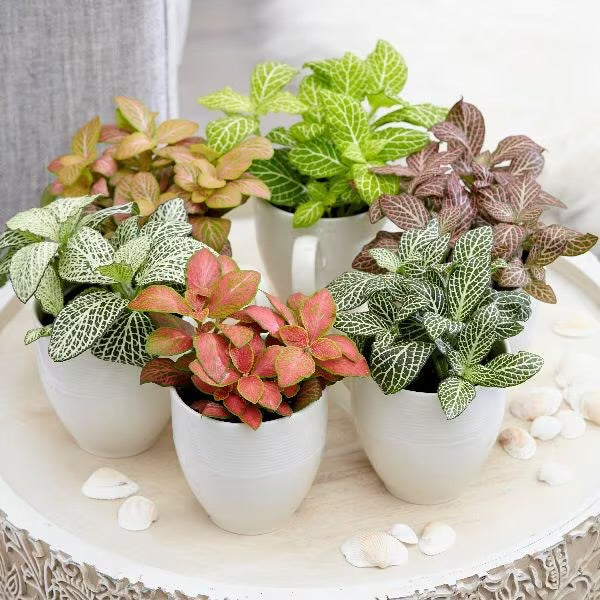 Fittonia Mosaic Variety Pack | 6 Bare root plants