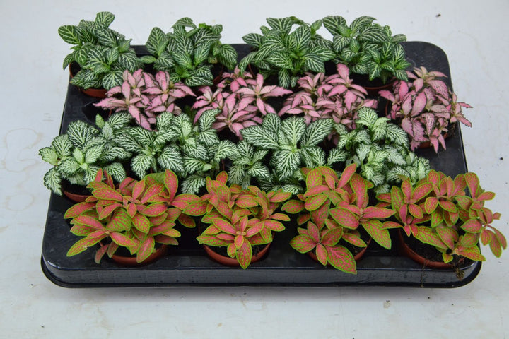 Fittonia Mosaic Variety Pack | 6 Bare root plants