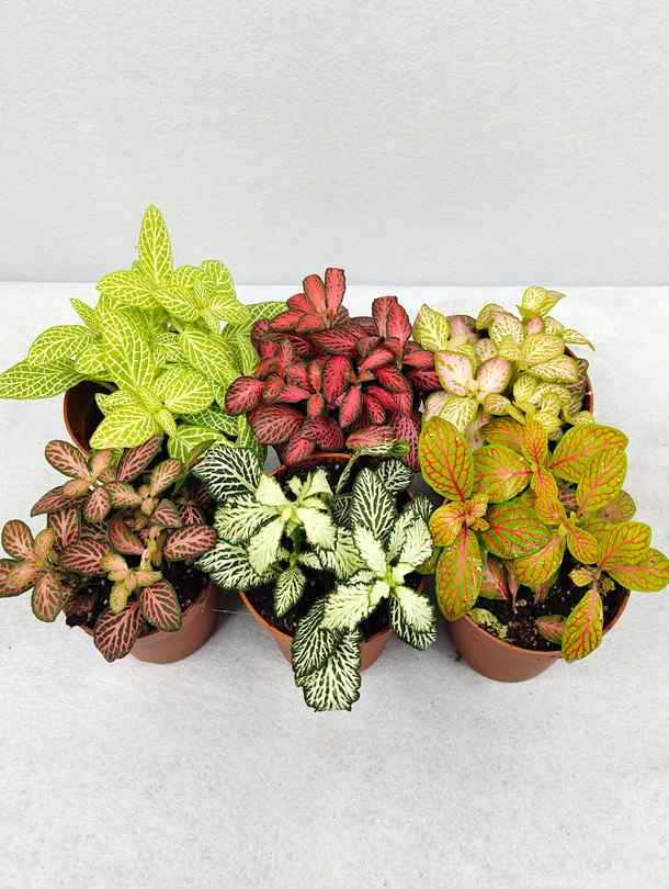 Fittonia Mosaic Variety Pack | 6 Bare root plants