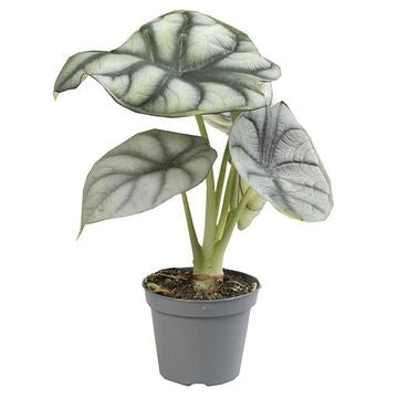 Alocasia Silver Dragon in 6cm Pot