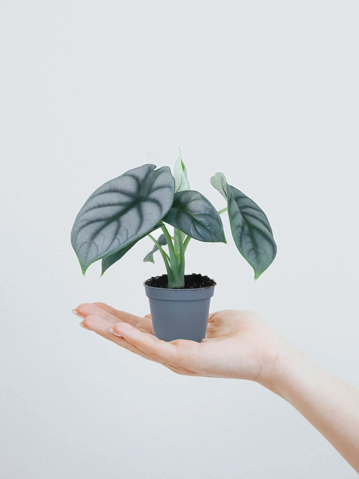 Alocasia Silver Dragon in 6cm Pot