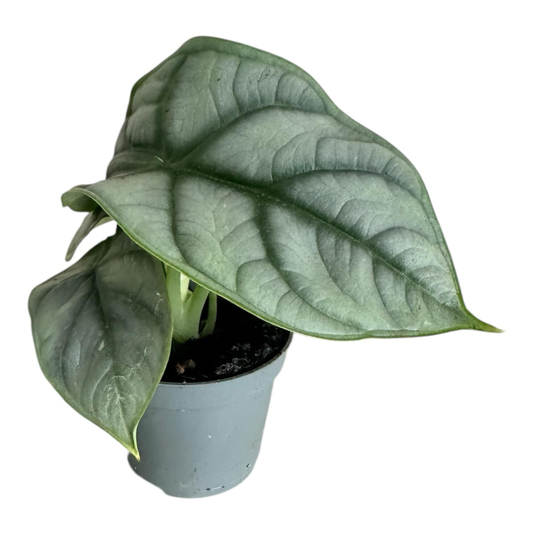 Alocasia Silver Dragon in 6cm Pot