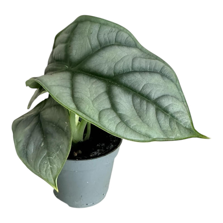 Alocasia Silver Dragon in 6cm Pot