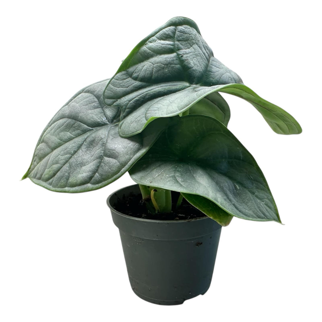 Alocasia Silver Dragon in 6cm Pot