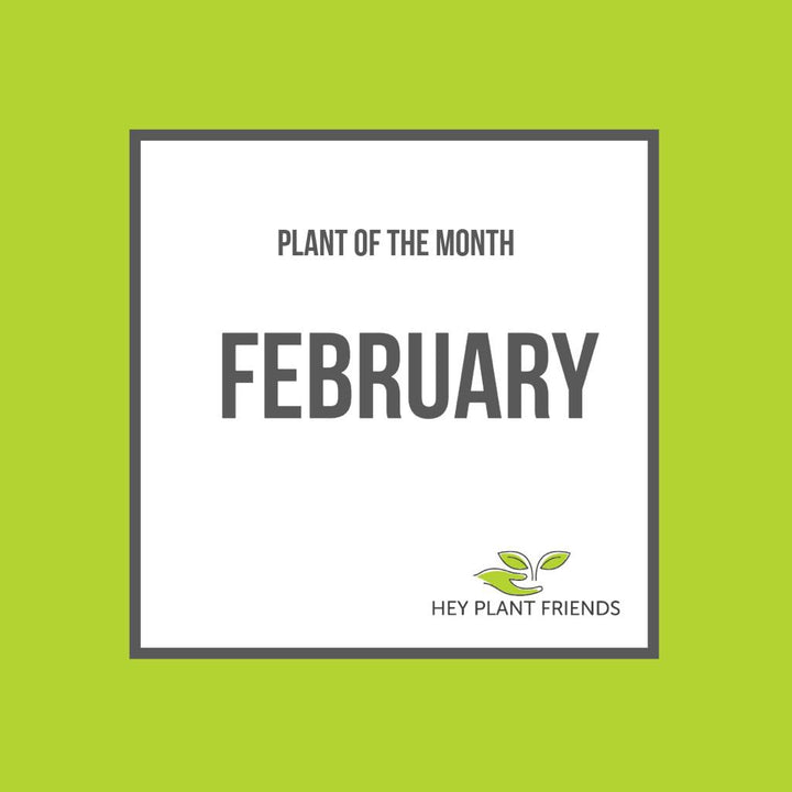 Ficus Ginseng | Easy-Care Indoor Bonsai | Plant of the month | February