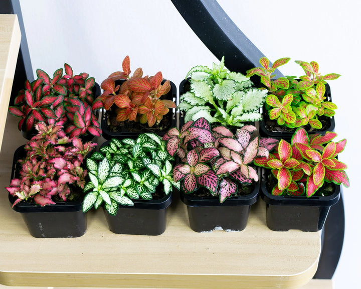 Fittonia Mosaic Variety Pack | 6 Bare root plants