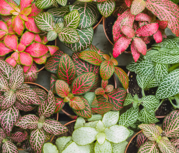 Fittonia Mosaic Variety Pack | 6 Bare root plants