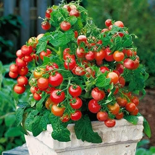 ‘Tiny Tim’ Cherry Tomato Seeds