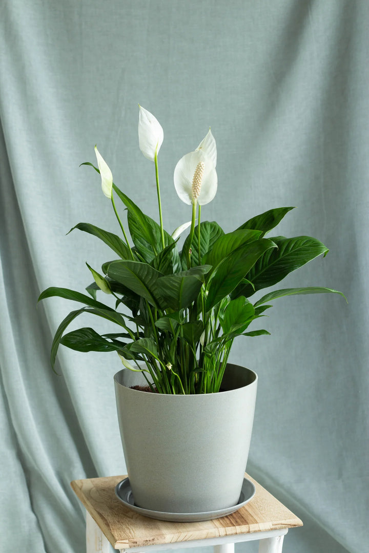 Peace Lily & Pilea Peperomioides Plant Duo