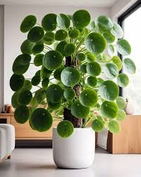 Peace Lily & Pilea Peperomioides Plant Duo