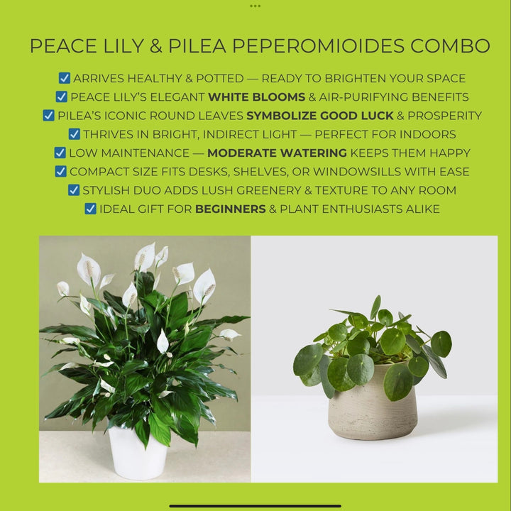 Peace Lily & Pilea Peperomioides Plant Duo
