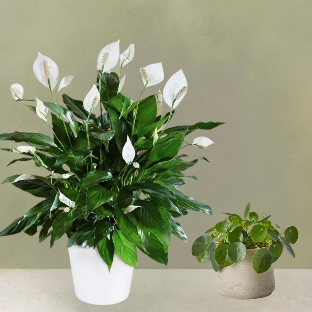 Peace Lily & Pilea Peperomioides Plant Duo