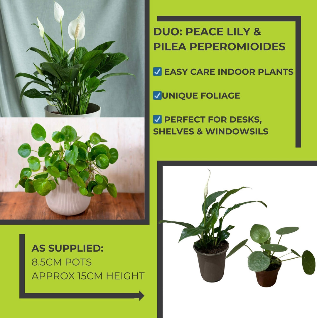Peace Lily & Pilea Peperomioides Plant Duo