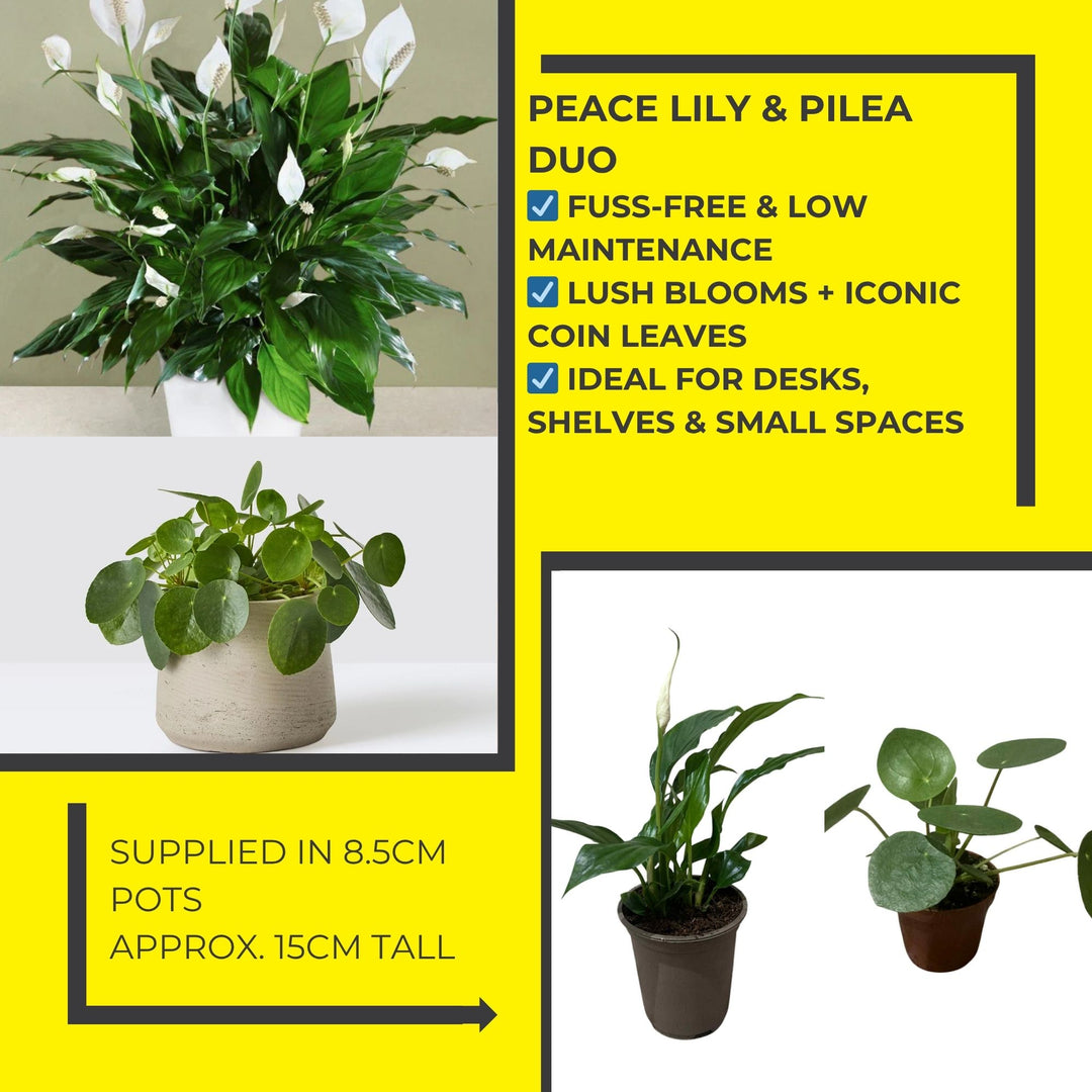 Peace Lily & Pilea Peperomioides Duo | Plant of the Month | July