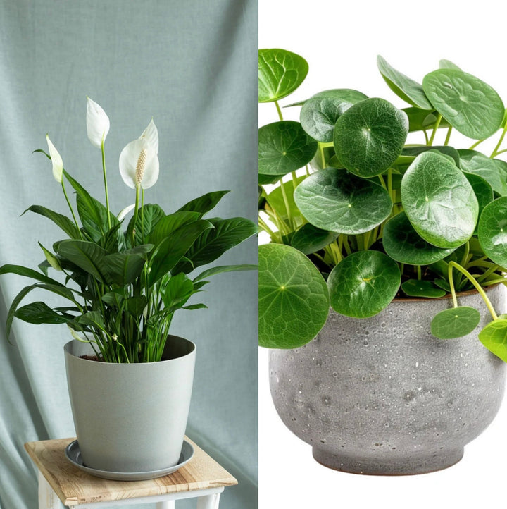 Peace Lily & Pilea Peperomioides Duo | Plant of the Month | July
