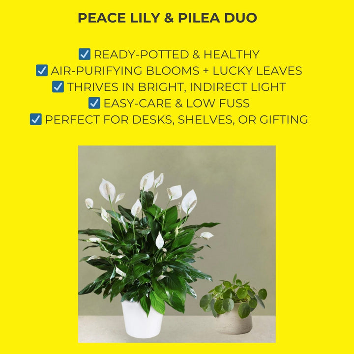 Peace Lily & Pilea Peperomioides Duo | Plant of the Month | July