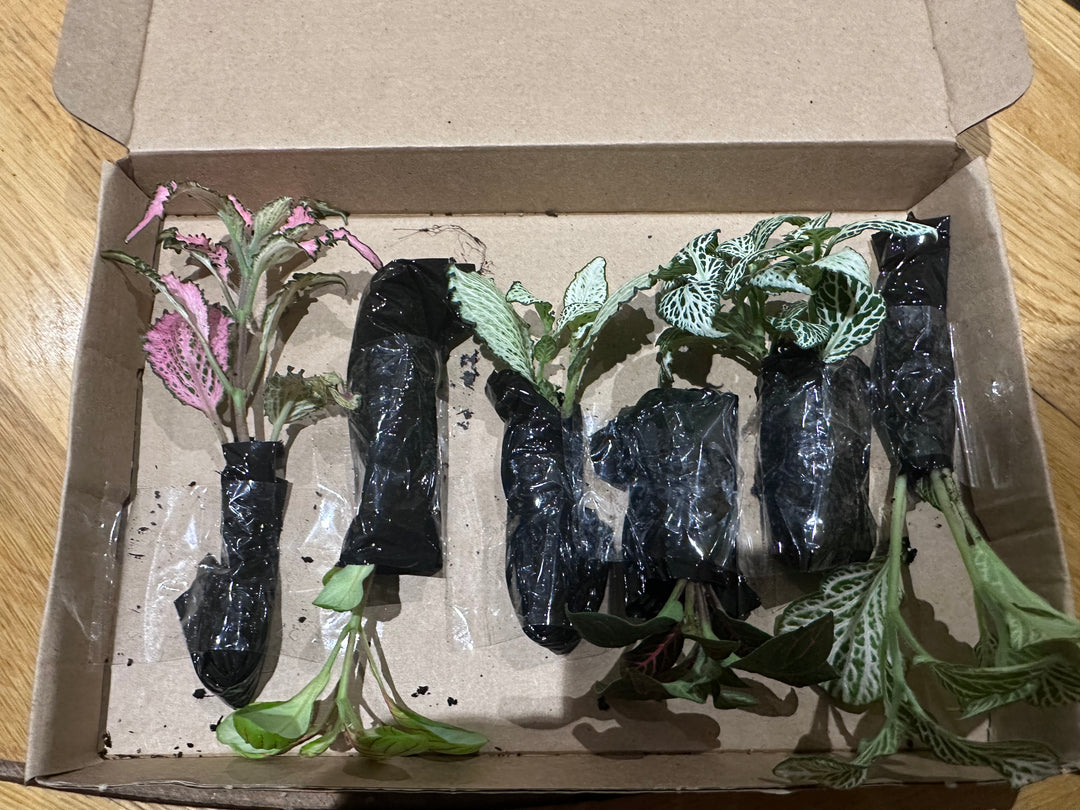 Fittonia Mosaic Variety Pack | 6 Bare root plants