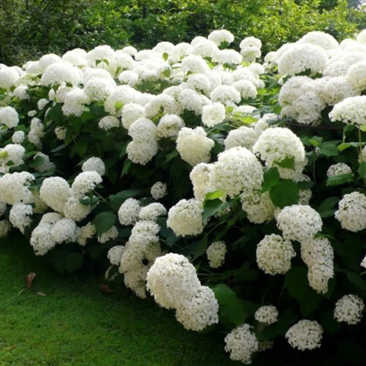 Hydrangea Annabelle