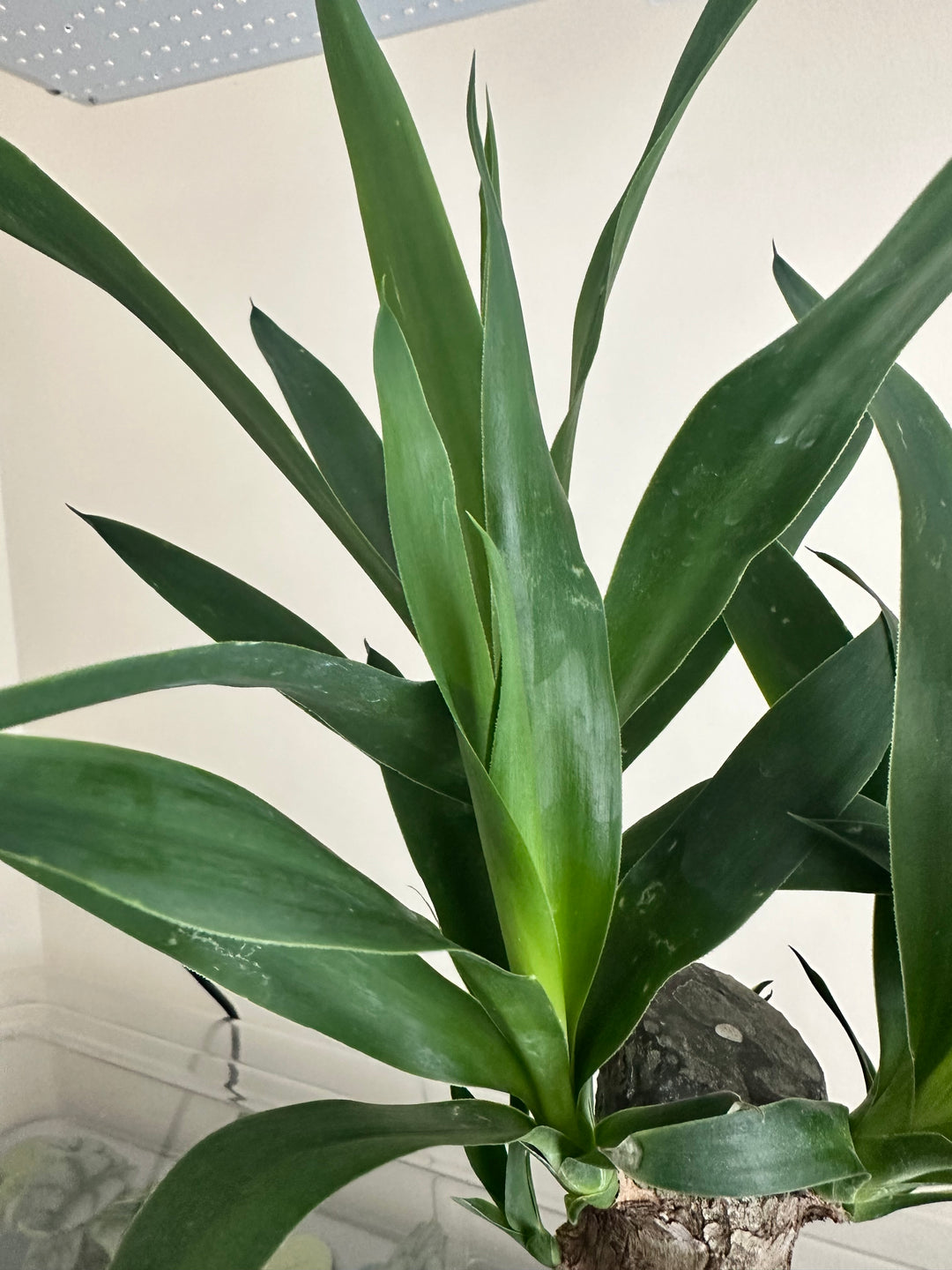 Yucca Tree