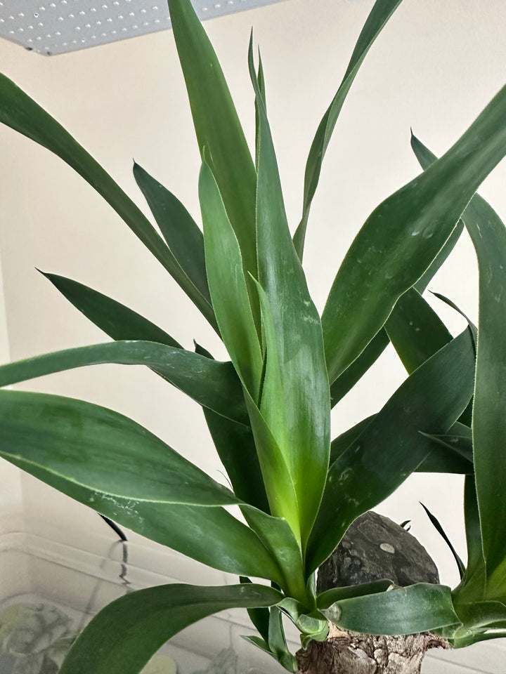 Yucca Tree