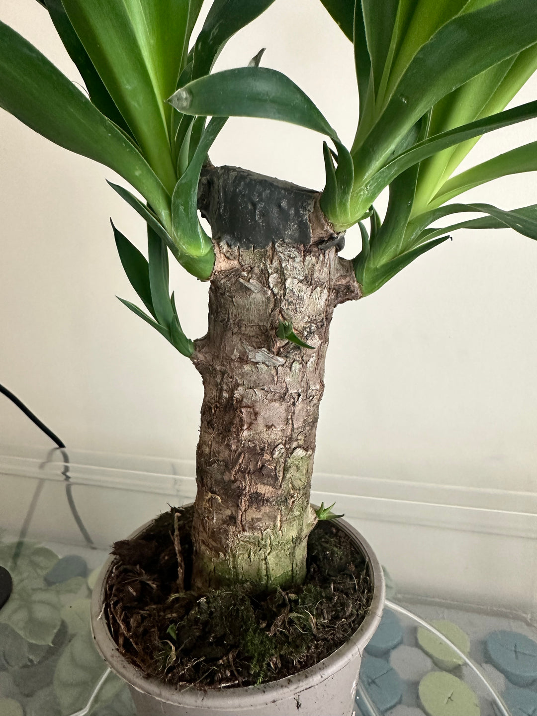 Yucca Tree
