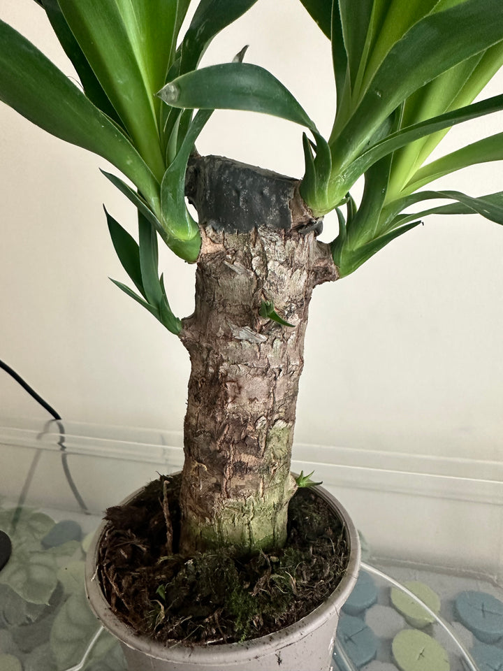Yucca Tree