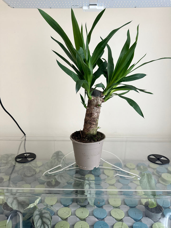 Yucca Tree