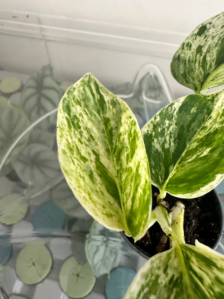 Marble Queen Pothos