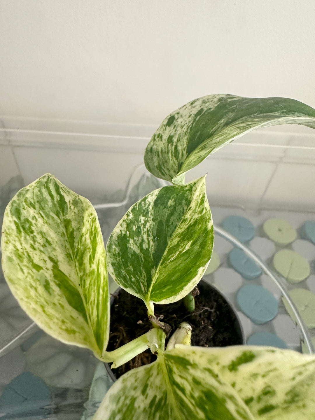 Marble Queen Pothos