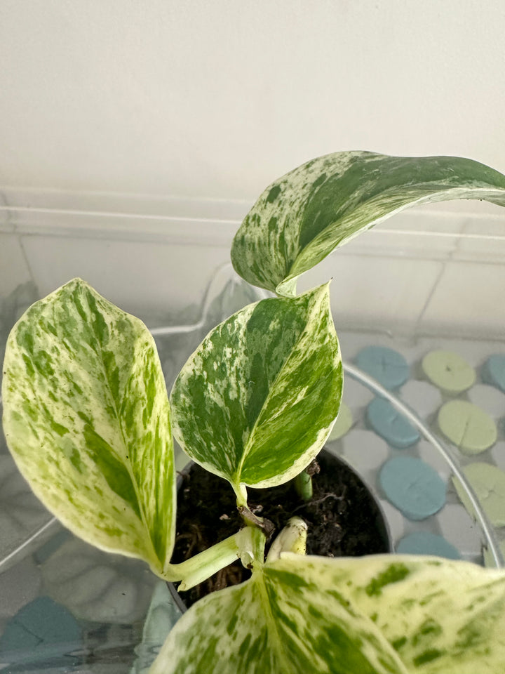 Marble Queen Pothos