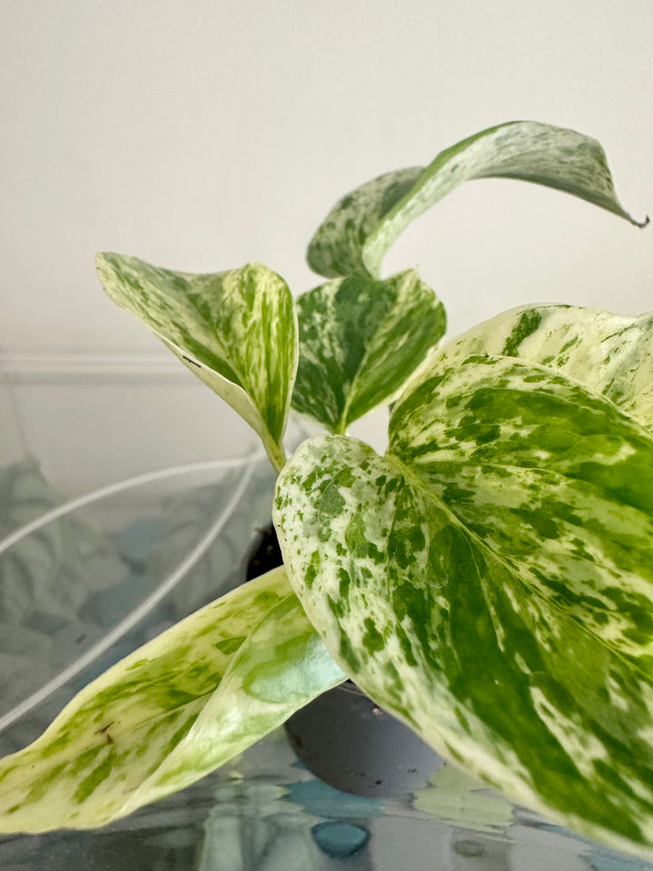 Marble Queen Pothos