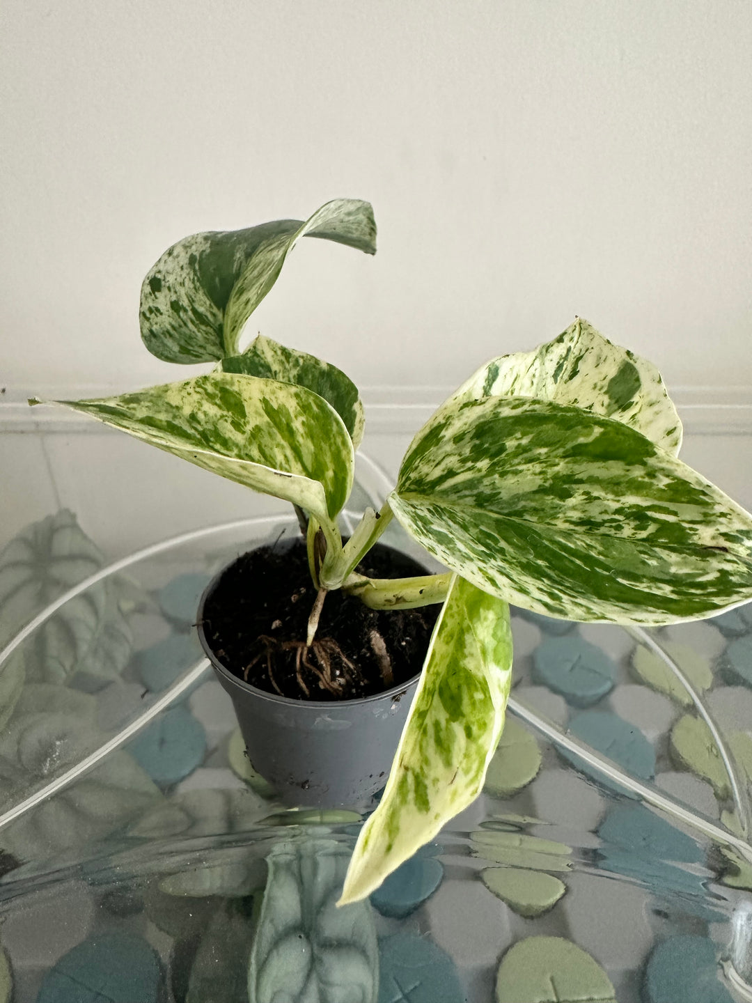 Marble Queen Pothos