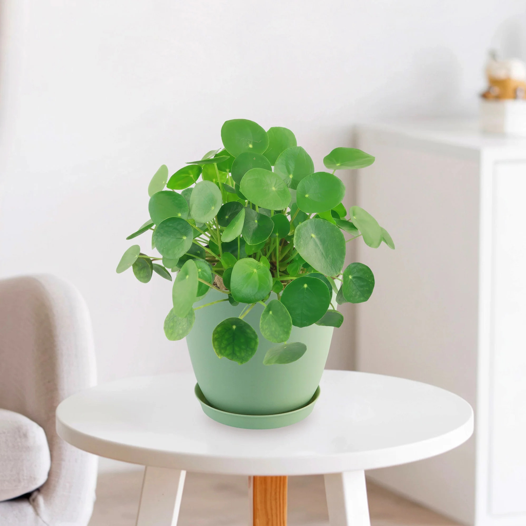 Pilea Peperomioides (Chinese Money Plant) – 8.5cm Pot