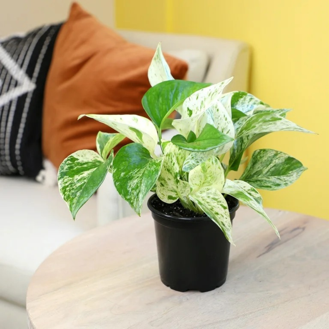 Marble Queen Pothos | 6cm pot