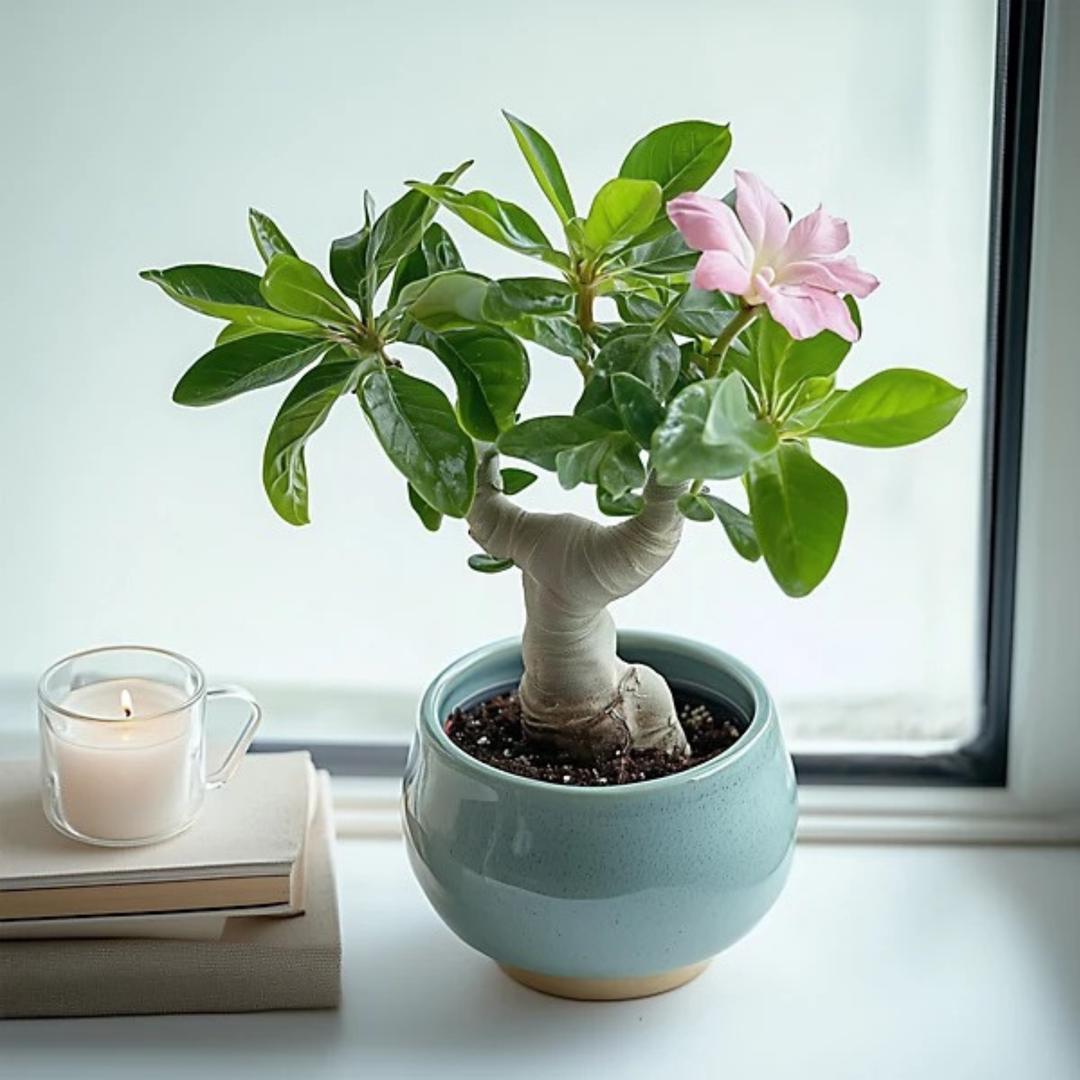 Adenium Obeseum (Desert Rose) 12cm