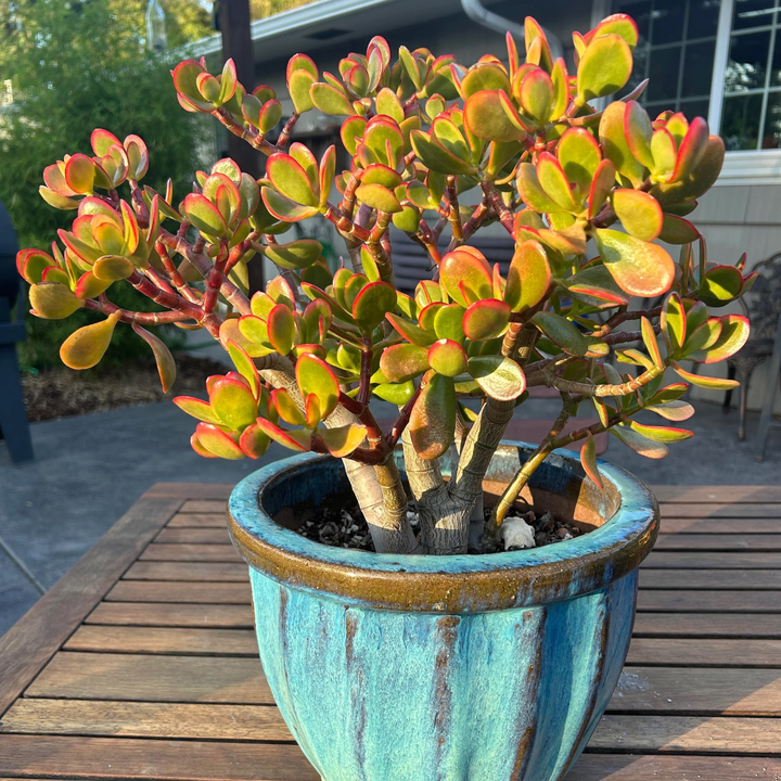 Jade 'Sunset' Money Penny Plant - Crassula Ovata 'Sunset'