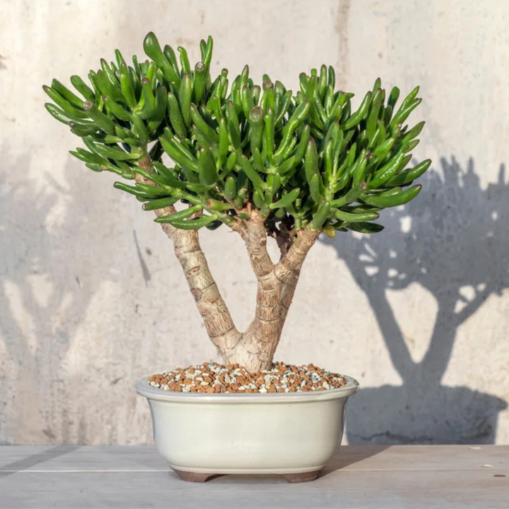 Crassula Ovata Jade ‘Coral’ | 6cm Pot