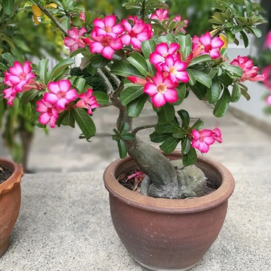 Adenium Obesum (Desert Rose)