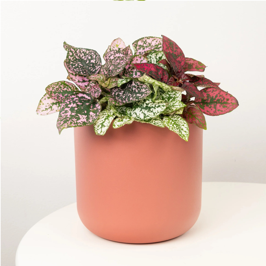 Hypoestes ‘Confetti Mix’ | 8.5cm Pot