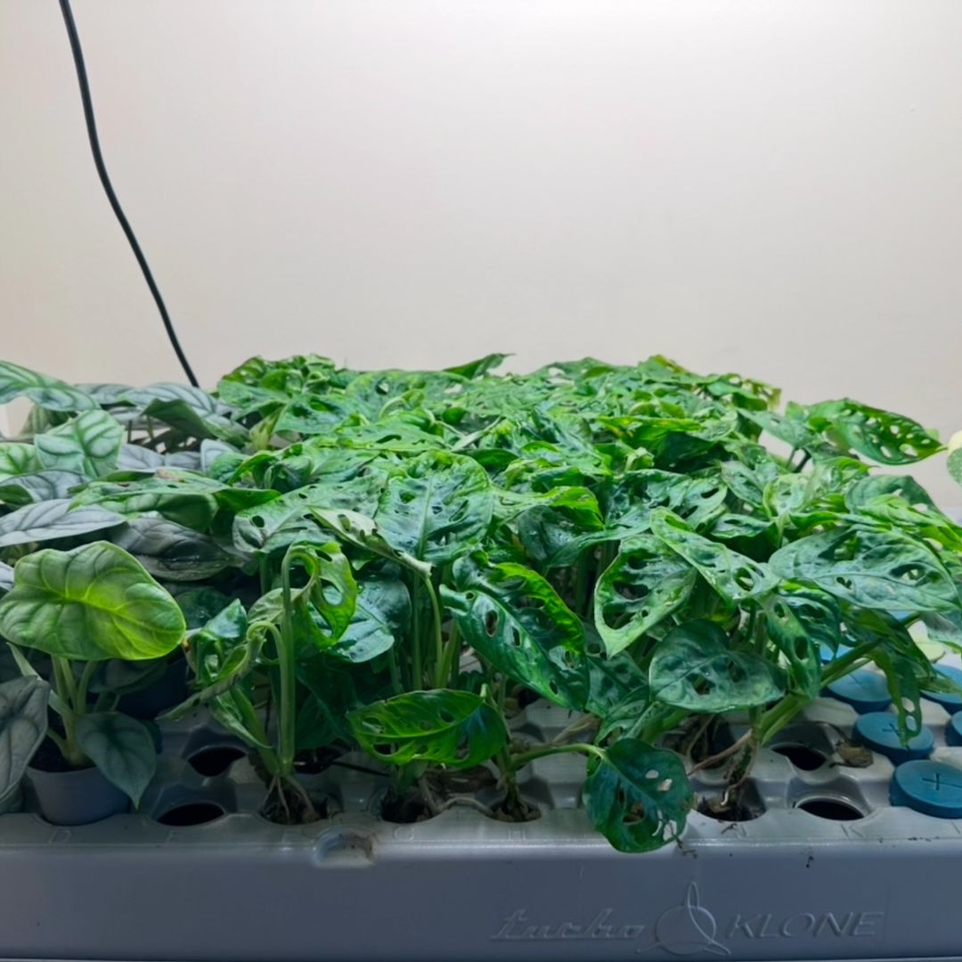 Monstera Adansonii (Swiss Cheese Plant) – Bare Root Houseplant