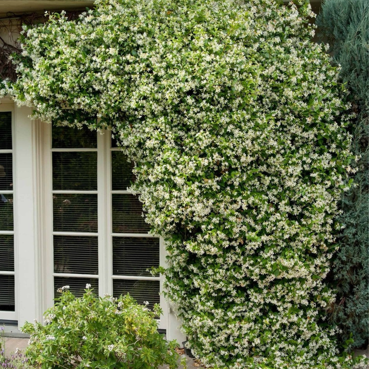 Jasmine 'Angel Wings'