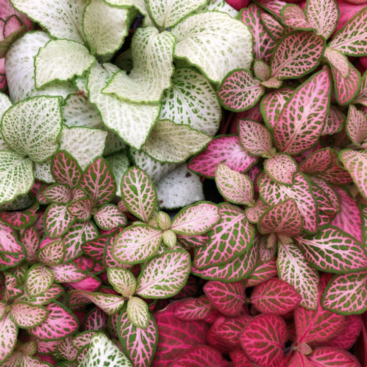 Fittonia Mosaic Variety Pack | 4 x 8.5cm potted plants