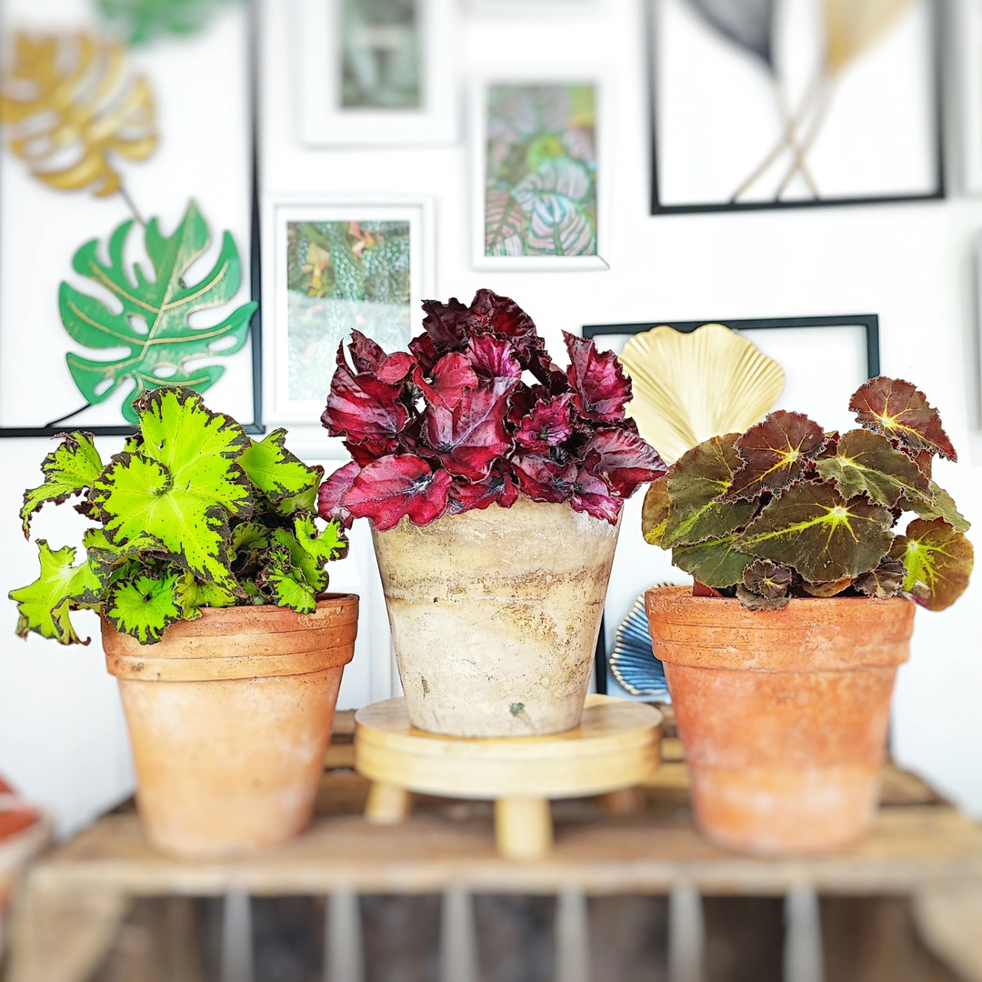 Begonia Rex Variety Pack | 6 Bareroot plants